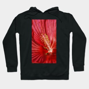 macro-photography of single bright red glowing hibiscus bloom Hoodie